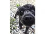 Adopt Coco Adoption Pending a Poodle