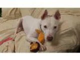 Adopt Sugar Plum a White Pit Bull Terrier  Shepherd (Unknown Typ