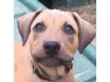 Adopt Quinn-PUPPY a Shepherd