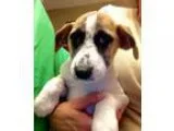 Adopt Bozo the clown a Australian Shepherd Beagle
