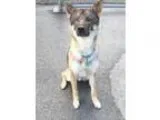 Adopt Kenny a German Shepherd Dog