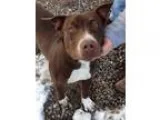 Adopt Bryce a Pit Bull Terrier