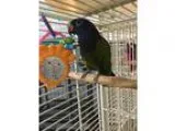 Adopt Squirt a Pionus bird in Punta Gorda FL (16728503)