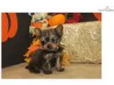 Scotty Gorgeous Male CKC Shorkie EADW 4.8-5 LBS