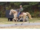 Handsome Flashy Cremello Stocky Racking Gelding
