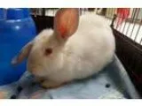 Adopt Bunny Joel a Florida White Californian