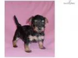 Belle Female Yorkiepoo puppy for Sale in Ohio