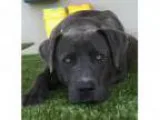 Adopt Pancake a American Pit Bull Terrier Mixed dog in Wichita