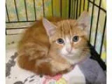Adopt Citrus (FCID 10062016 - 1 Trainer Clinic) a Tabby