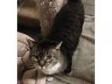 Adopt Edison (FCID 07072016 - 15 Trainer Clinic) a Gray or Blue 