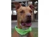 Adopt BUDDY a TanYellowFawn - with White Staffordshire Bull Terr