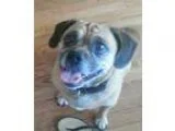 Adopt Sugar - Bonded Pair (Zeus) a Pug Beagle