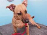 Adopt Charlie a Dachshund  Mixed dog in Portland OR (16810658)