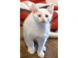 Adopt Chang a White Domestic Shorthair  Mixed (short coat) cat i