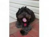 Adopt Jody a Black Shih Tzu Silky Terrier Mixed dog in Duluth