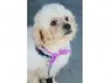 Adopt Chicken a White Poodle (Miniature) Mixed dog in South El