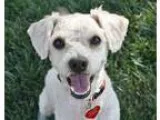 Adopt Radley - I do not shed a White - with Tan Yellow or Fawn P