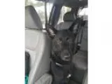 Adopt Nero a Black - with White German Shepherd Dog  Mixed dog i