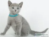 Victoria Ragdoll Kittens For Sale