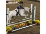 Super FUN ALL AROUND GELDING