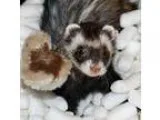 Adopt Tiffany a Ferret