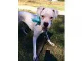 Adopt STORM a White Boxer  Mixed dog in Pittsgrove NJ (16737305)
