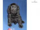 Smokie Male Cockapo puppy for Sale in Ohio