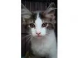 Adopt LA-Louie a Norwegian Forest Cat