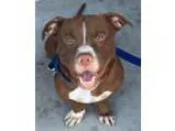 Adopt Gary (aka Shorty) a BrownChocolate - with White Pit Bull T