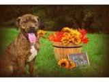 Adopt Emma a Brindle Terrier (Unknown Type Medium)  Mixed dog in