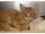 Adopt Jefferson a Orange or Red Tabby Domestic Longhair (long co