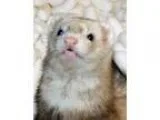 Adopt Ella a Ferret