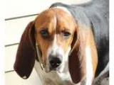 Adopt Kaylee a Tricolor (TanBrown and Black and White) Hound (Un