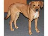 Adopt TIGG a TanYellowFawn - with White Labrador Retriever  Houn