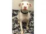 Adopt Finnian a Pit Bull Terrier