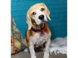 Adopt Ava a Tricolor (TanBrown and Black and White) Beagle  Mixe