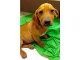 Adopt Buttons the clown a Australian Shepherd Beagle