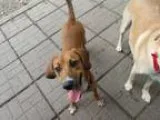 Adopt Pammy a Coonhound  Mixed dog in Indianapolis IN (16776450)