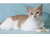 Adopt Chong Ji a Tan or Fawn (Mostly) Domestic Shorthair  Mixed 