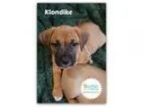 Adopt Klondike a Dachshund  Mixed dog in Plainfield IL (16786497