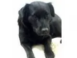 Adopt Ebony a Black Flat-Coated Retriever  Mixed dog in New Cana