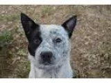 Adopt Oscar a Black - with White Australian Cattle Dog  Mixed do