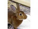Adopt Fuzzy PP Fuzzball a Rex  Mixed rabbit in Ann Arbor MI (168