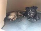 Adopt JULIET  QUIET AND SWEET a Black - with Gray or Silver Stan