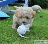 Pedigree Pug girl