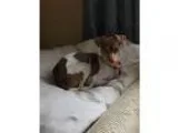 ARLO - Male DachshundBeagle Mix