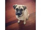 Adopt Joyce a Pug  Beagle  Mixed dog in Elgin IL (16759763)