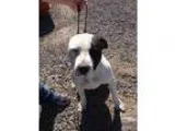 Adopt Petey a Pit Bull Terrier