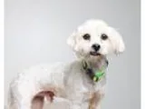 Adopt Lito D161272 a White Havanese  Bichon Frise  Mixed dog in 