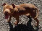Adopt Staffordshire Puppy - mo a Staffordshire Bull Terrier